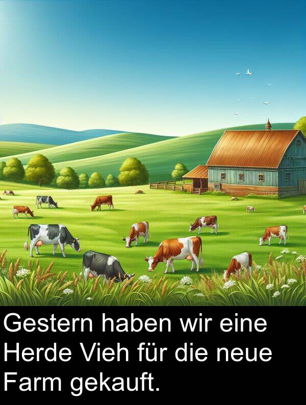 gekauft: Gestern haben wir eine Herde Vieh für die neue Farm gekauft.