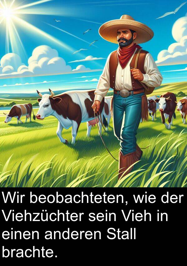 Viehzüchter: Wir beobachteten, wie der Viehzüchter sein Vieh in einen anderen Stall brachte.