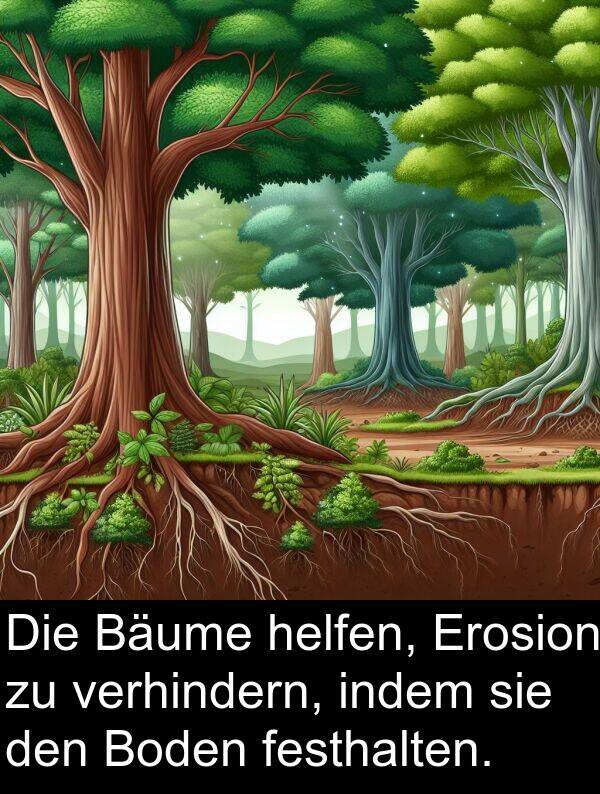 indem: Die Bäume helfen, Erosion zu verhindern, indem sie den Boden festhalten.