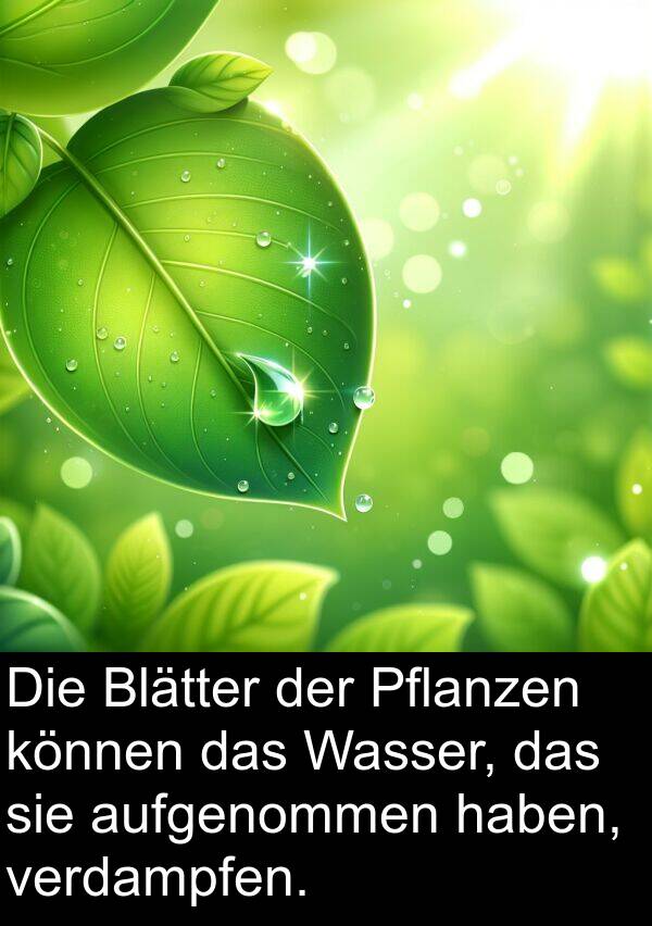 verdampfen: Die Blätter der Pflanzen können das Wasser, das sie aufgenommen haben, verdampfen.