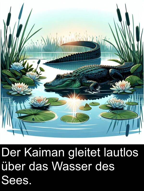 Kaiman: Der Kaiman gleitet lautlos über das Wasser des Sees.