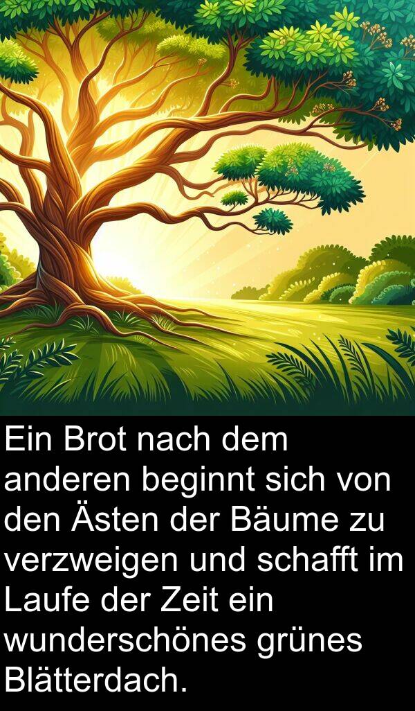 grünes: Ein Brot nach dem anderen beginnt sich von den Ästen der Bäume zu verzweigen und schafft im Laufe der Zeit ein wunderschönes grünes Blätterdach.