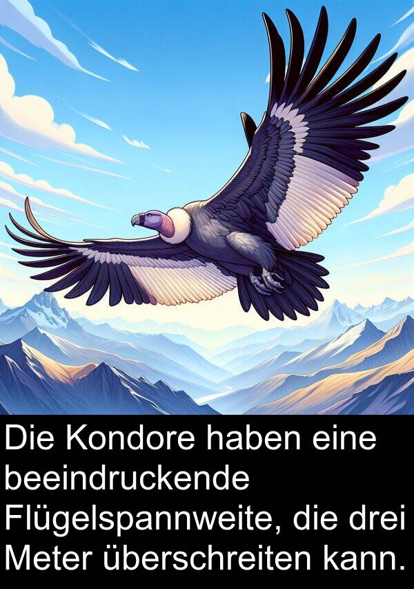 überschreiten: Die Kondore haben eine beeindruckende Flügelspannweite, die drei Meter überschreiten kann.