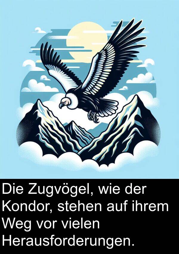 ihrem: Die Zugvögel, wie der Kondor, stehen auf ihrem Weg vor vielen Herausforderungen.