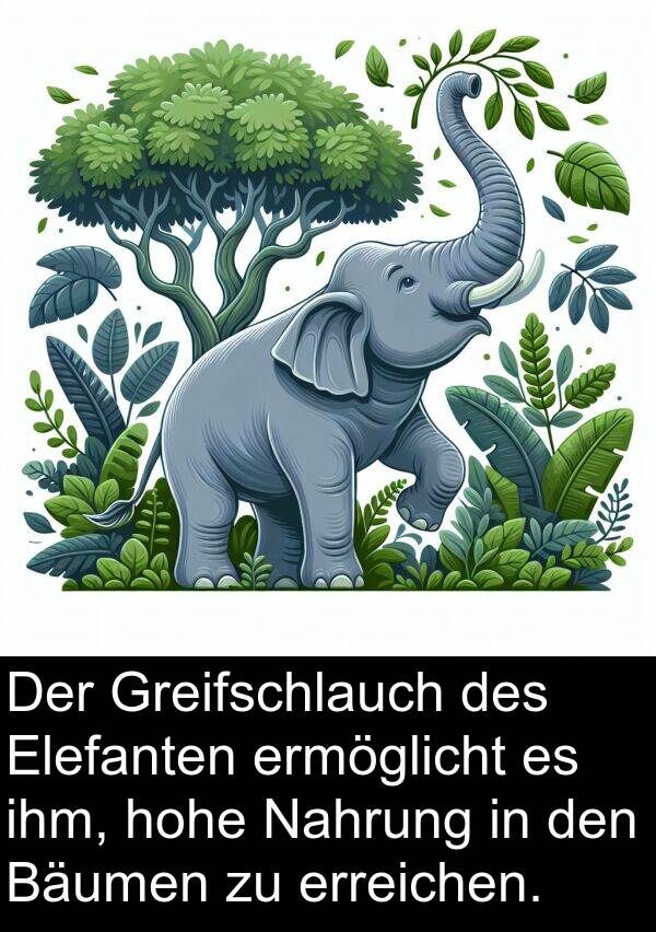 erreichen: Der Greifschlauch des Elefanten ermöglicht es ihm, hohe Nahrung in den Bäumen zu erreichen.