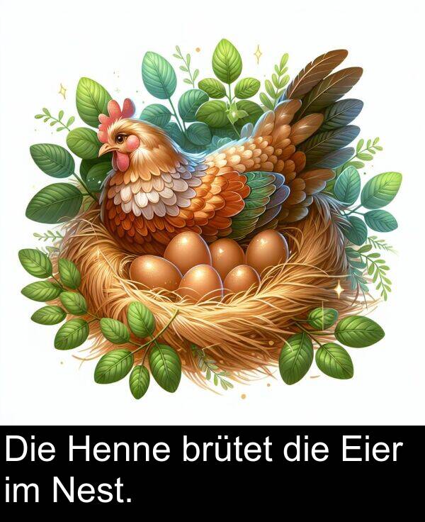 Eier: Die Henne brütet die Eier im Nest.