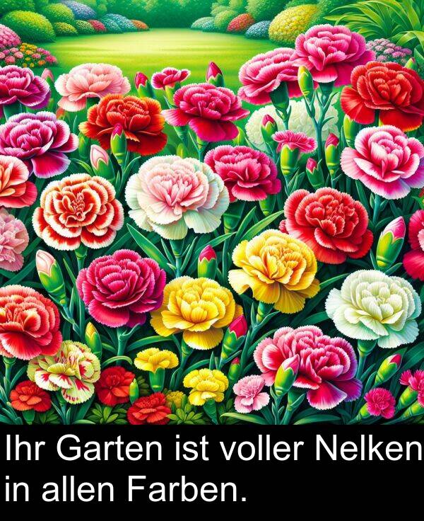 Garten: Ihr Garten ist voller Nelken in allen Farben.