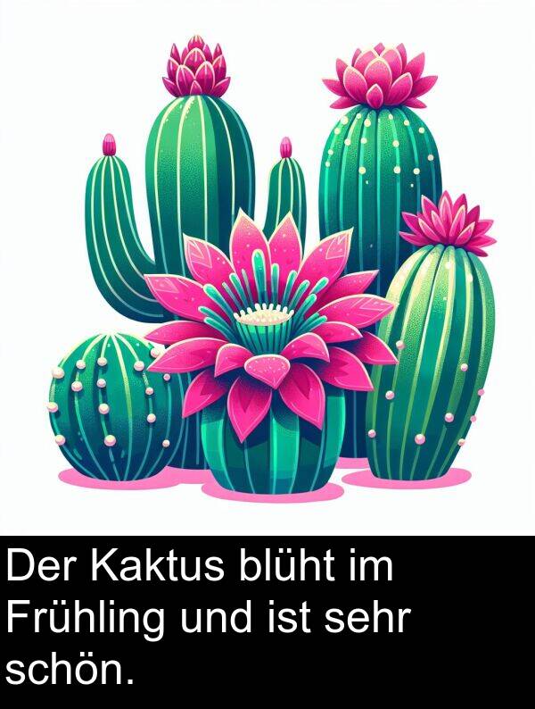 Kaktus: Der Kaktus blüht im Frühling und ist sehr schön.