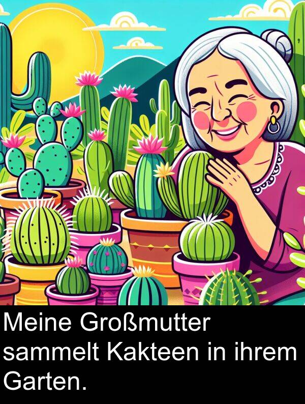 Kakteen: Meine Großmutter sammelt Kakteen in ihrem Garten.