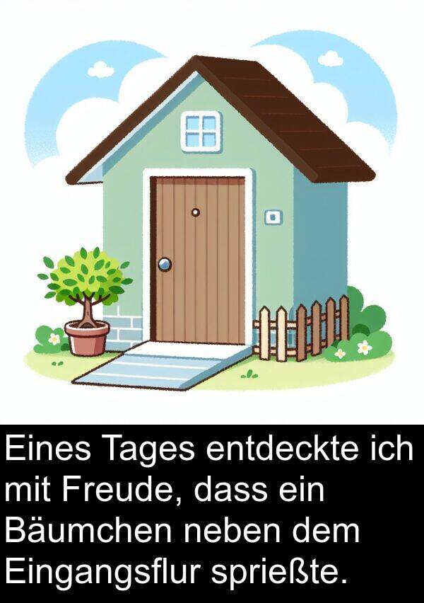 Freude: Eines Tages entdeckte ich mit Freude, dass ein Bäumchen neben dem Eingangsflur sprießte.