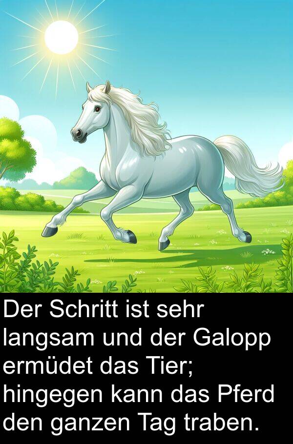 ganzen: Der Schritt ist sehr langsam und der Galopp ermüdet das Tier; hingegen kann das Pferd den ganzen Tag traben.