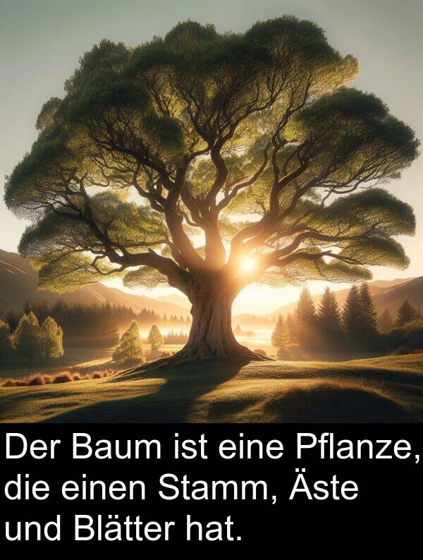 Pflanze: Der Baum ist eine Pflanze, die einen Stamm, Äste und Blätter hat.