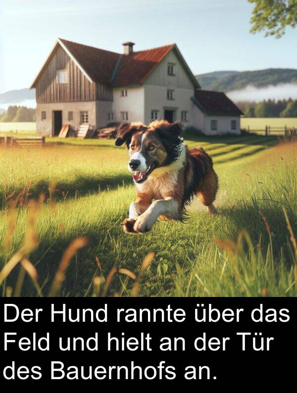 rannte: Der Hund rannte über das Feld und hielt an der Tür des Bauernhofs an.