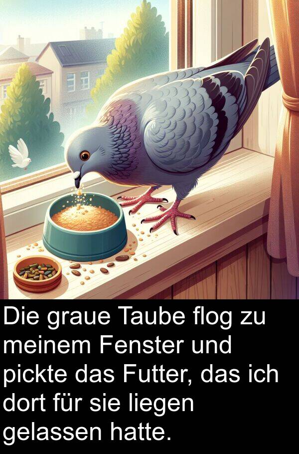 flog: Die graue Taube flog zu meinem Fenster und pickte das Futter, das ich dort für sie liegen gelassen hatte.