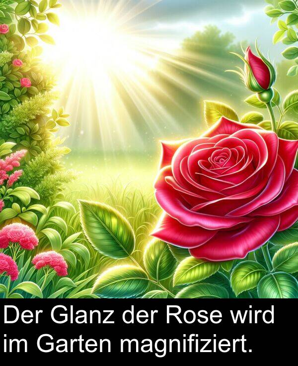 Garten: Der Glanz der Rose wird im Garten magnifiziert.