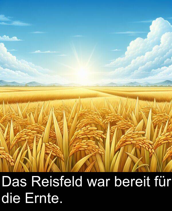 Ernte: Das Reisfeld war bereit für die Ernte.