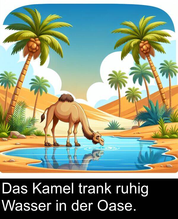 Kamel: Das Kamel trank ruhig Wasser in der Oase.