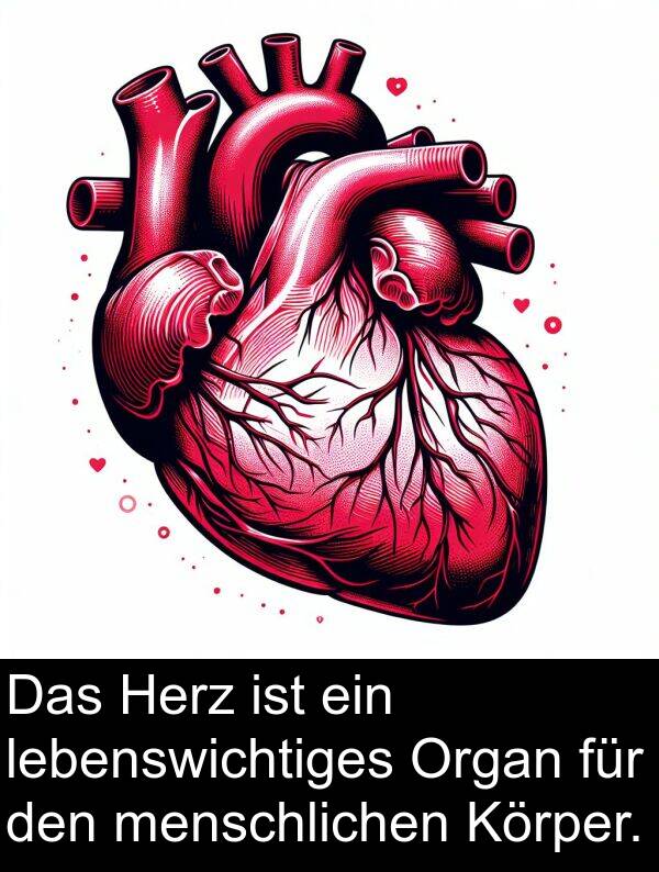 lebenswichtiges: Das Herz ist ein lebenswichtiges Organ für den menschlichen Körper.