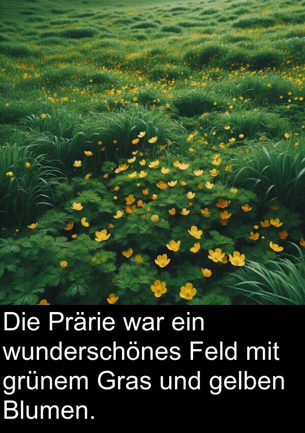 grünem: Die Prärie war ein wunderschönes Feld mit grünem Gras und gelben Blumen.