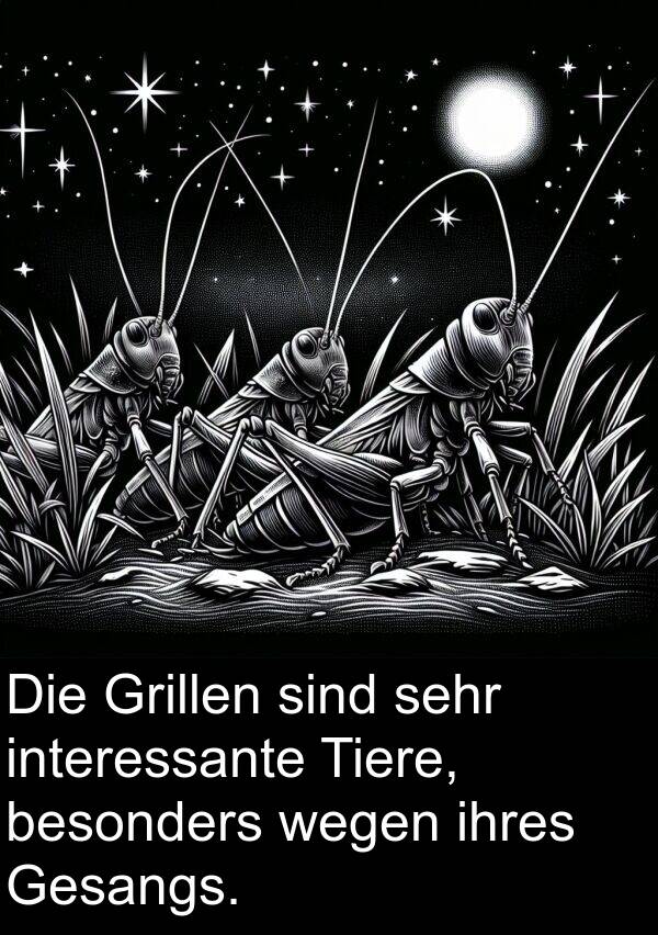 interessante: Die Grillen sind sehr interessante Tiere, besonders wegen ihres Gesangs.