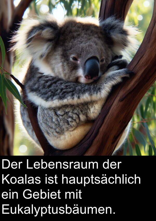 Gebiet: Der Lebensraum der Koalas ist hauptsächlich ein Gebiet mit Eukalyptusbäumen.