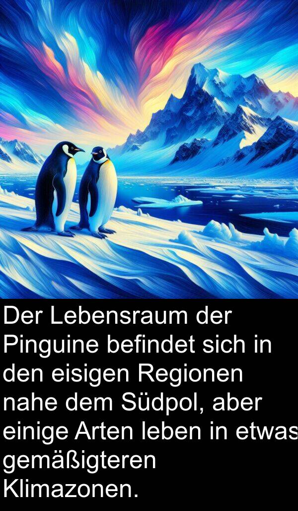 einige: Der Lebensraum der Pinguine befindet sich in den eisigen Regionen nahe dem Südpol, aber einige Arten leben in etwas gemäßigteren Klimazonen.