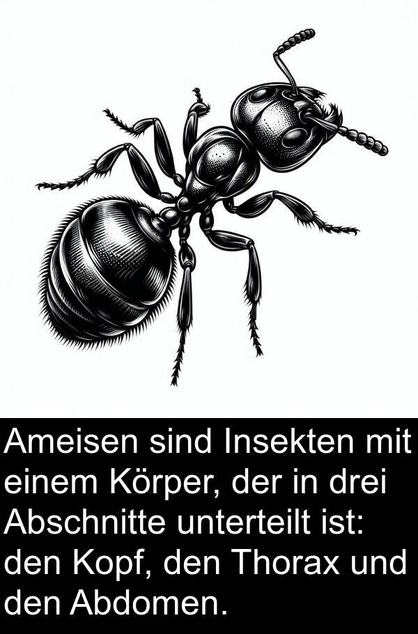 Insekten: Ameisen sind Insekten mit einem Körper, der in drei Abschnitte unterteilt ist: den Kopf, den Thorax und den Abdomen.