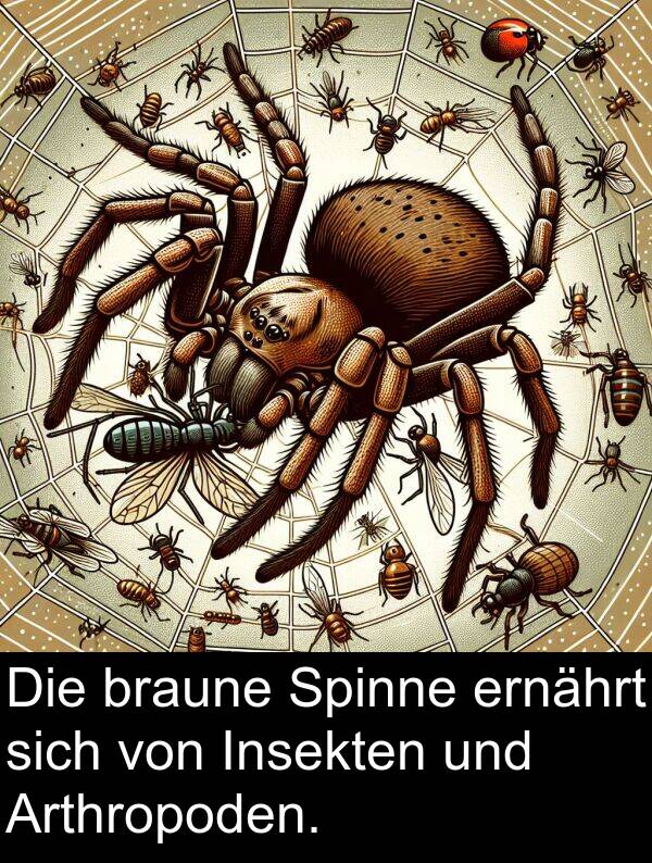 Arthropoden: Die braune Spinne ernährt sich von Insekten und Arthropoden.