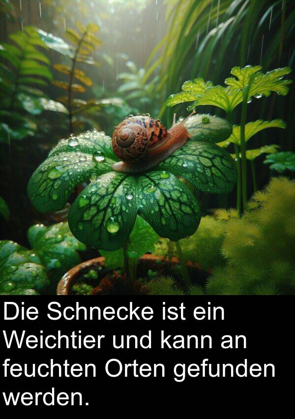 gefunden: Die Schnecke ist ein Weichtier und kann an feuchten Orten gefunden werden.