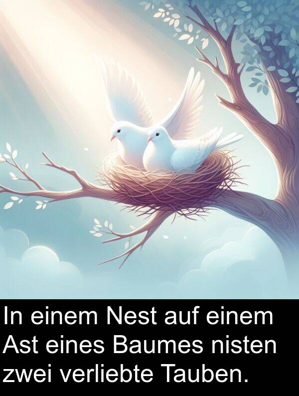 eines: In einem Nest auf einem Ast eines Baumes nisten zwei verliebte Tauben.