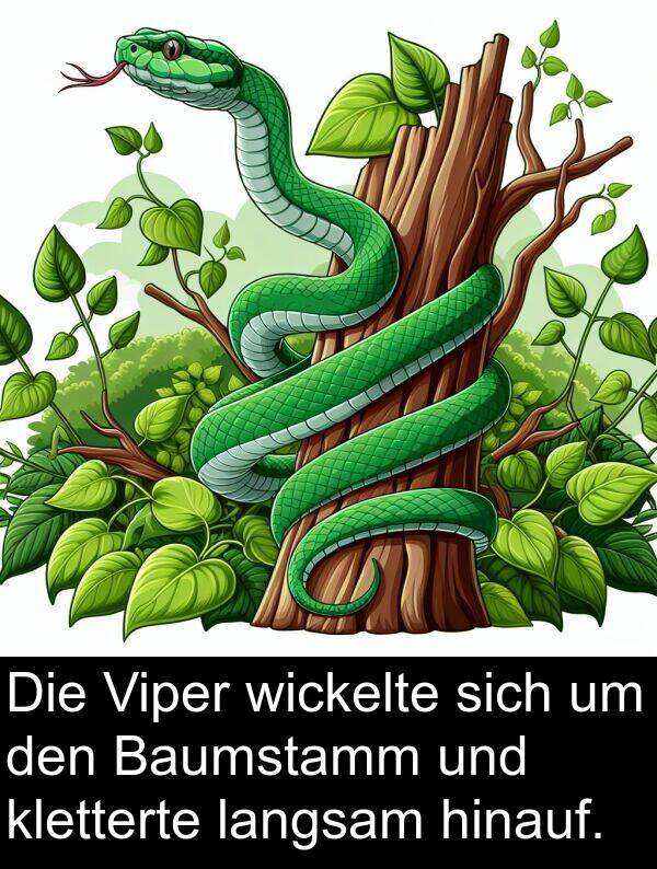 langsam: Die Viper wickelte sich um den Baumstamm und kletterte langsam hinauf.