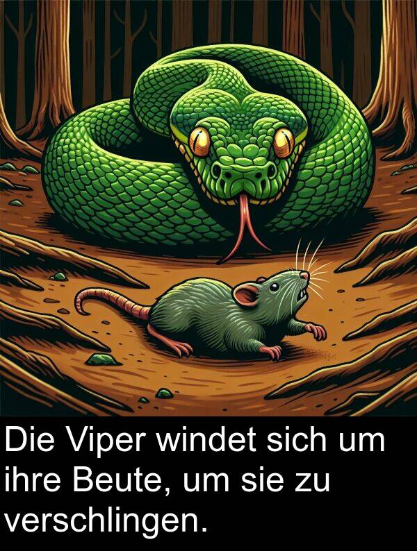 sich: Die Viper windet sich um ihre Beute, um sie zu verschlingen.