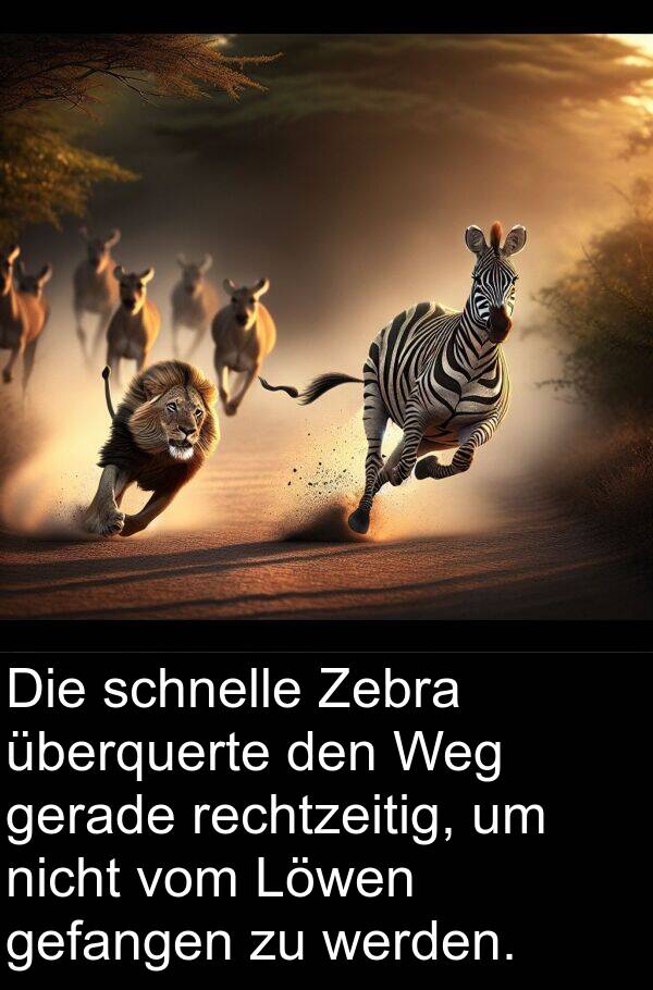 Zebra: Die schnelle Zebra überquerte den Weg gerade rechtzeitig, um nicht vom Löwen gefangen zu werden.