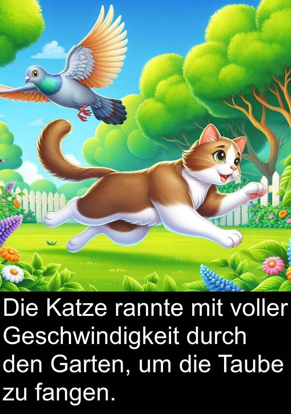 Katze: Die Katze rannte mit voller Geschwindigkeit durch den Garten, um die Taube zu fangen.