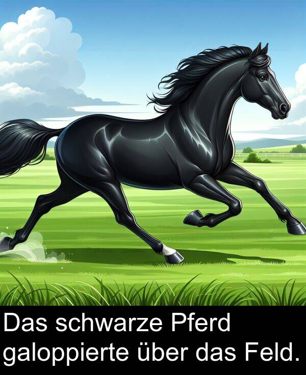 Pferd: Das schwarze Pferd galoppierte über das Feld.