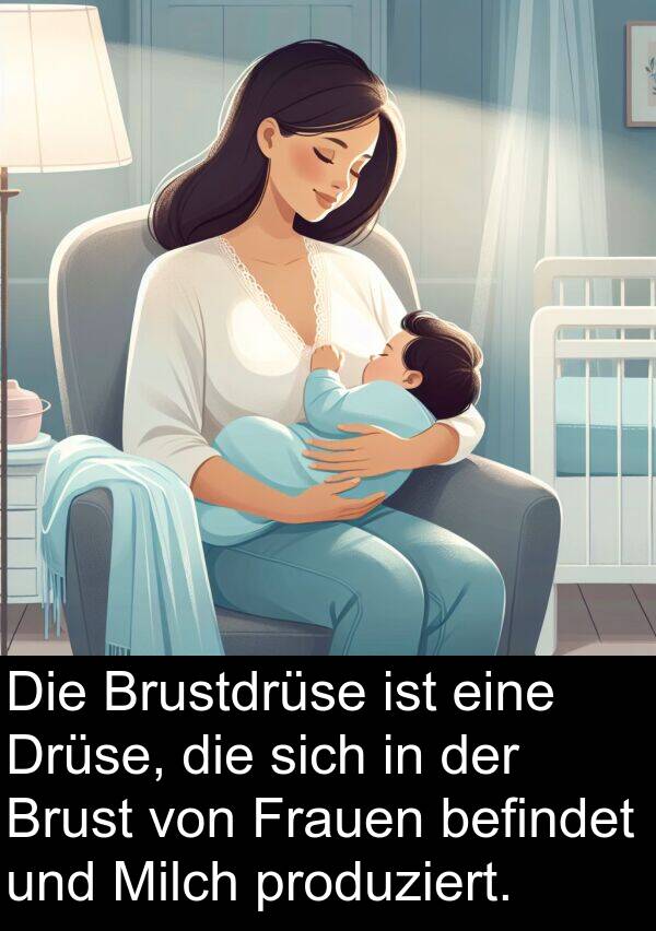 Frauen: Die Brustdrüse ist eine Drüse, die sich in der Brust von Frauen befindet und Milch produziert.