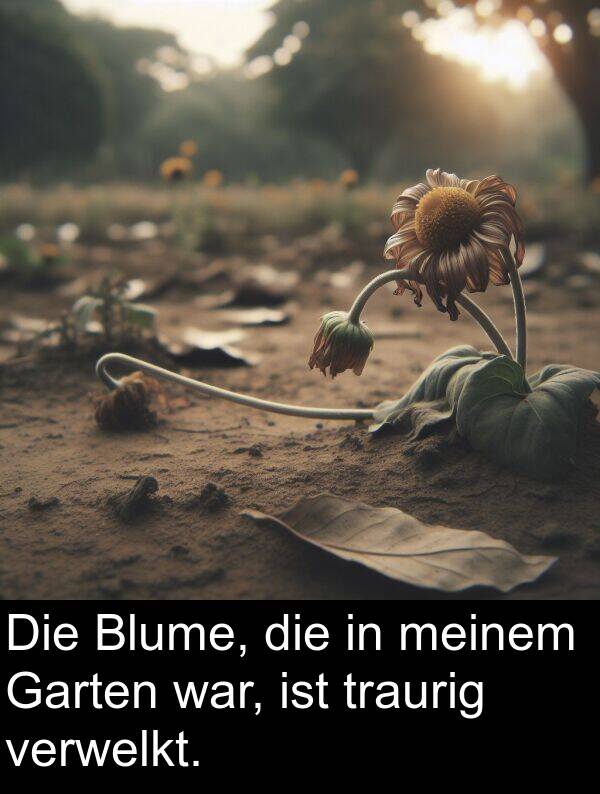 Garten: Die Blume, die in meinem Garten war, ist traurig verwelkt.