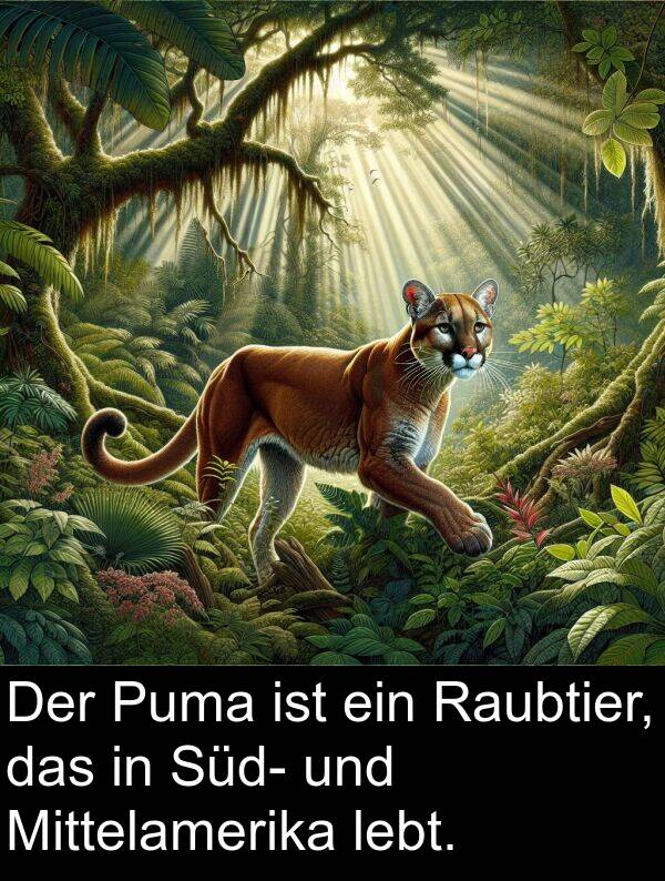 Raubtier: Der Puma ist ein Raubtier, das in Süd- und Mittelamerika lebt.