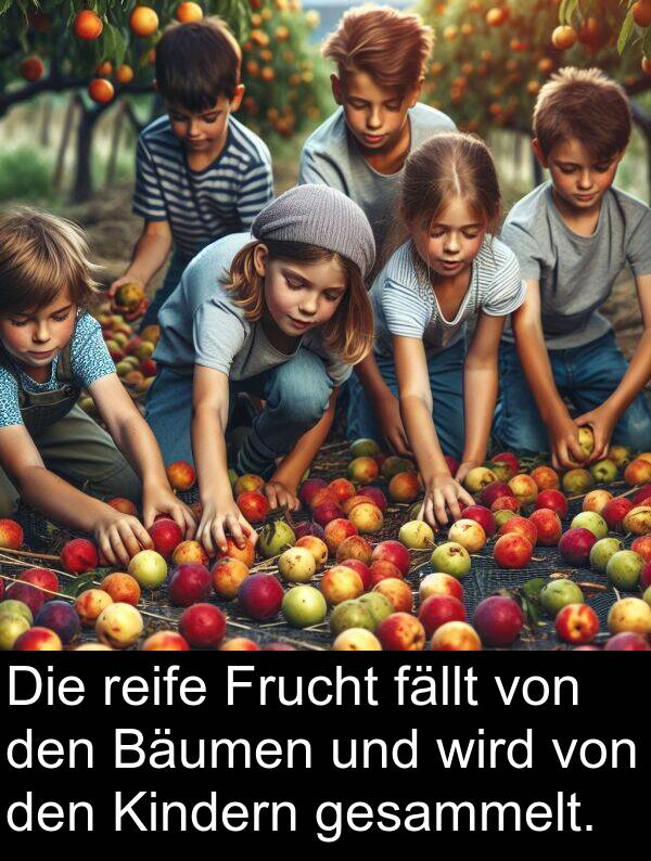 fällt: Die reife Frucht fällt von den Bäumen und wird von den Kindern gesammelt.