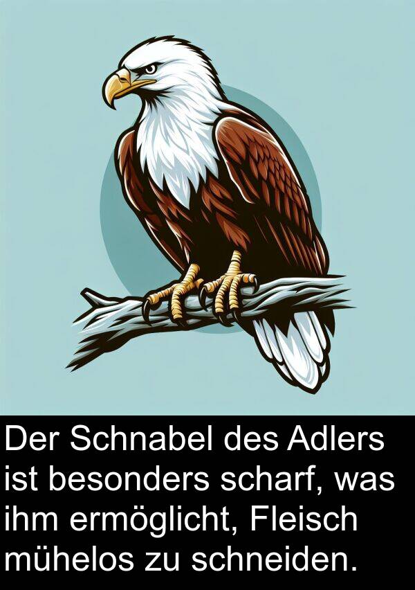 Fleisch: Der Schnabel des Adlers ist besonders scharf, was ihm ermöglicht, Fleisch mühelos zu schneiden.