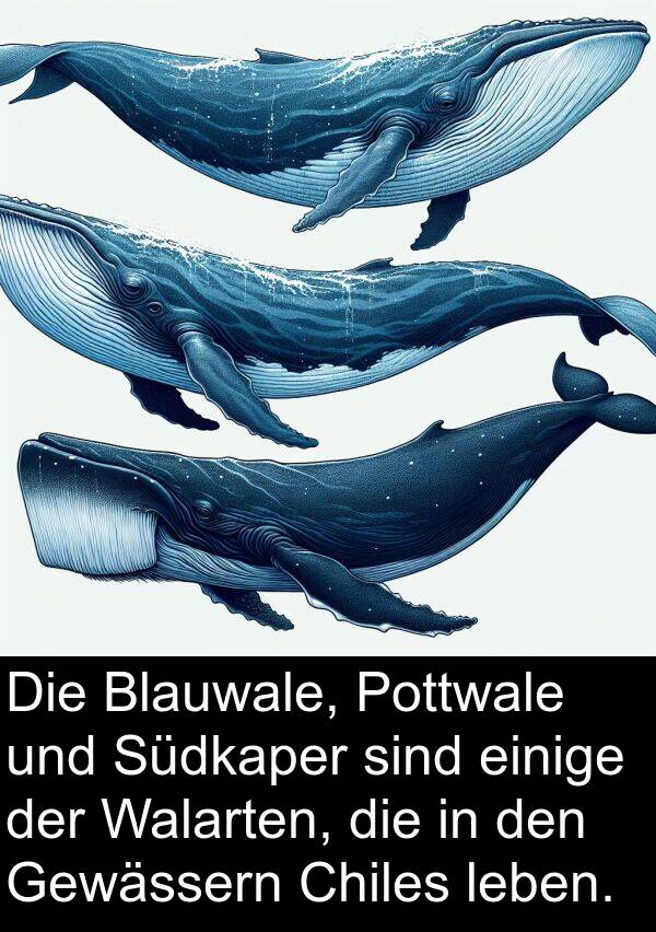 einige: Die Blauwale, Pottwale und Südkaper sind einige der Walarten, die in den Gewässern Chiles leben.