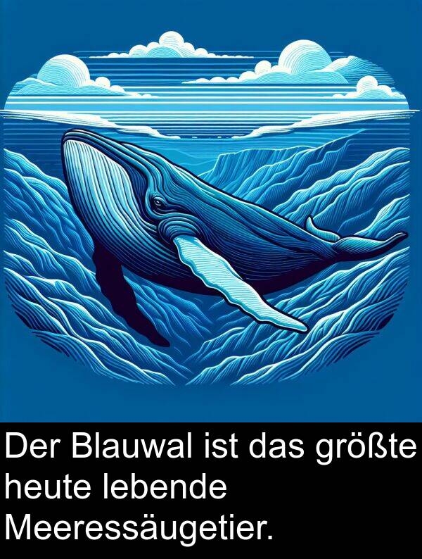 lebende: Der Blauwal ist das größte heute lebende Meeressäugetier.