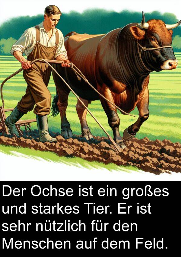 Tier: Der Ochse ist ein großes und starkes Tier. Er ist sehr nützlich für den Menschen auf dem Feld.