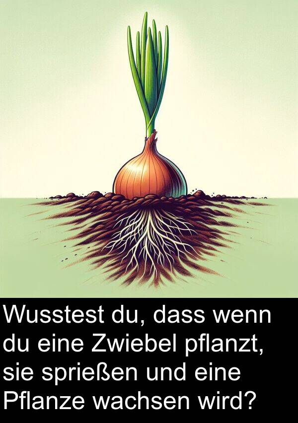 du: Wusstest du, dass wenn du eine Zwiebel pflanzt, sie sprießen und eine Pflanze wachsen wird?