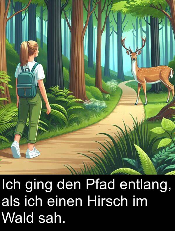 Hirsch: Ich ging den Pfad entlang, als ich einen Hirsch im Wald sah.