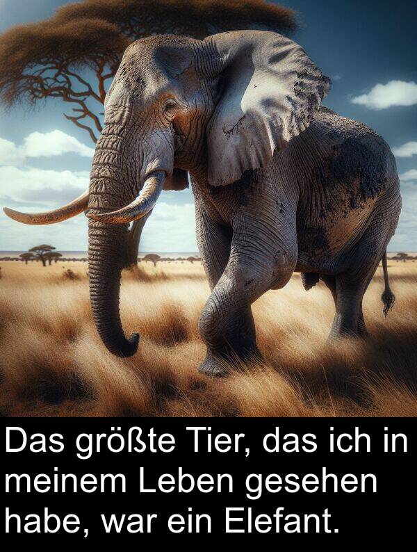 Tier: Das größte Tier, das ich in meinem Leben gesehen habe, war ein Elefant.