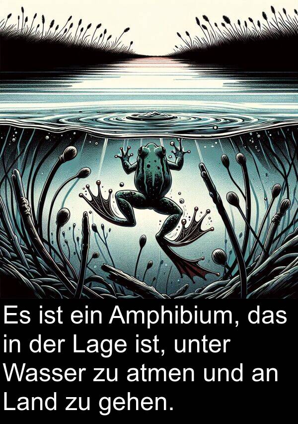 gehen: Es ist ein Amphibium, das in der Lage ist, unter Wasser zu atmen und an Land zu gehen.