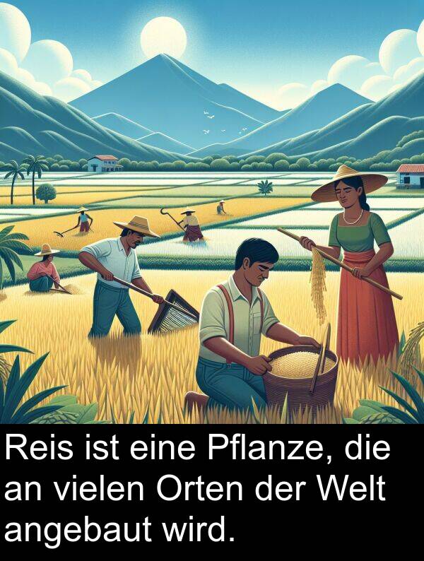 Pflanze: Reis ist eine Pflanze, die an vielen Orten der Welt angebaut wird.