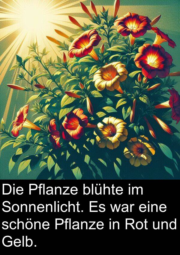 Pflanze: Die Pflanze blühte im Sonnenlicht. Es war eine schöne Pflanze in Rot und Gelb.