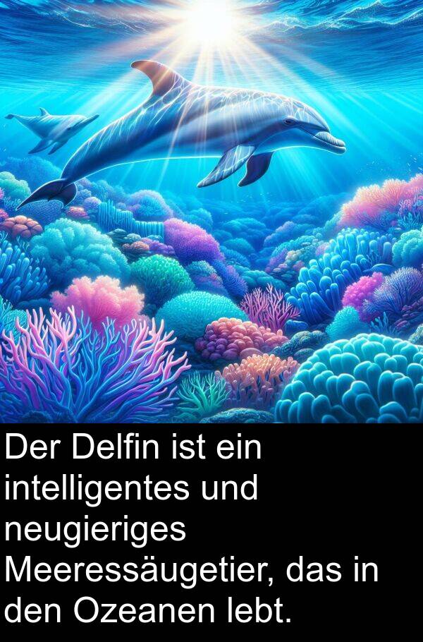 Ozeanen: Der Delfin ist ein intelligentes und neugieriges Meeressäugetier, das in den Ozeanen lebt.